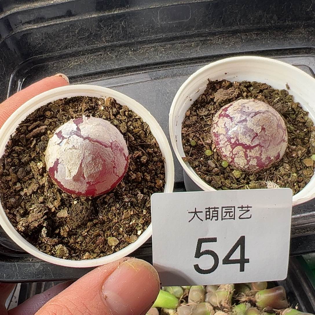 一物一拍。 2颗带盆土发。54