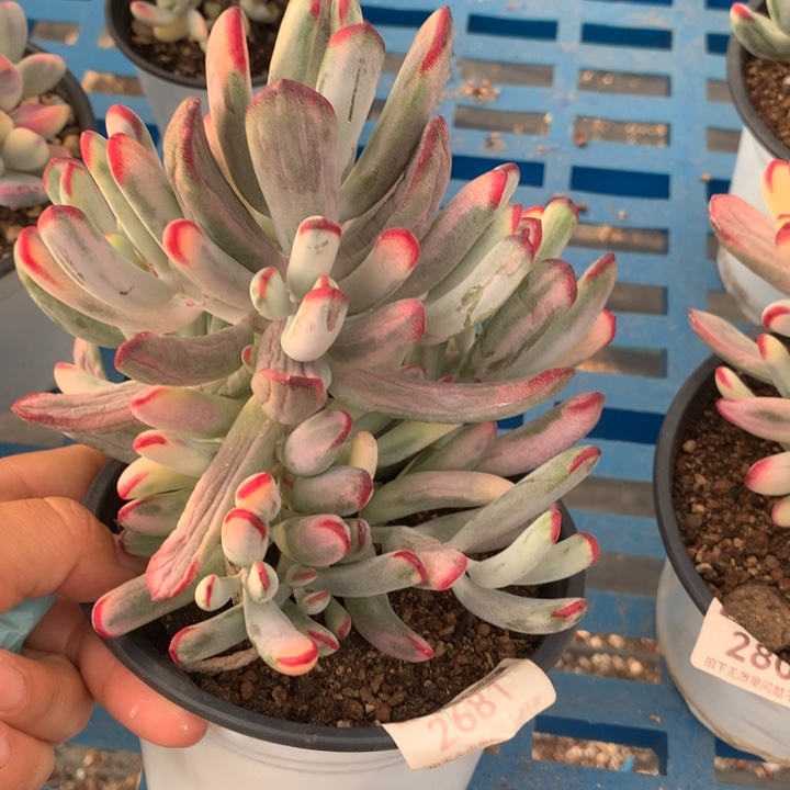 无花朵帮叶福娘锦多肉植物