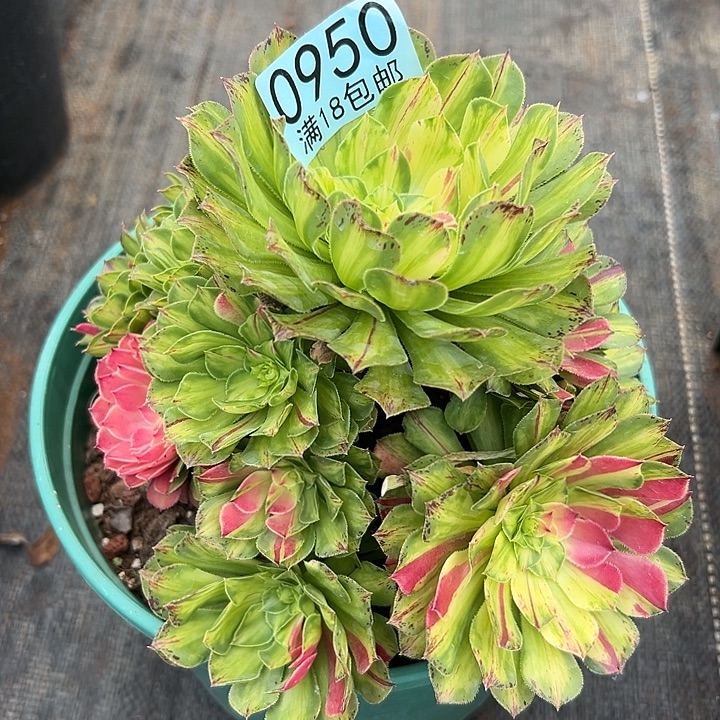 950 知否多肉法师锦