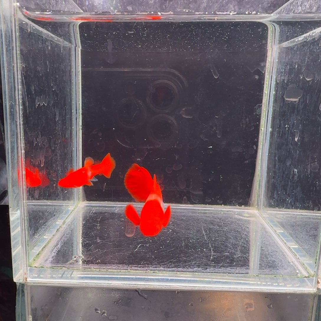 孔雀鱼鸿运当头双份水1对