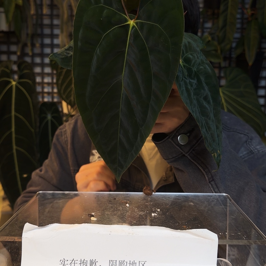 完全开放O109暗黑巴拿马