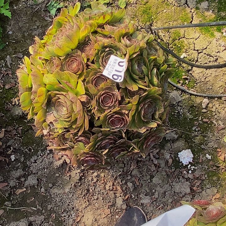 拉丝花花 27-14花花