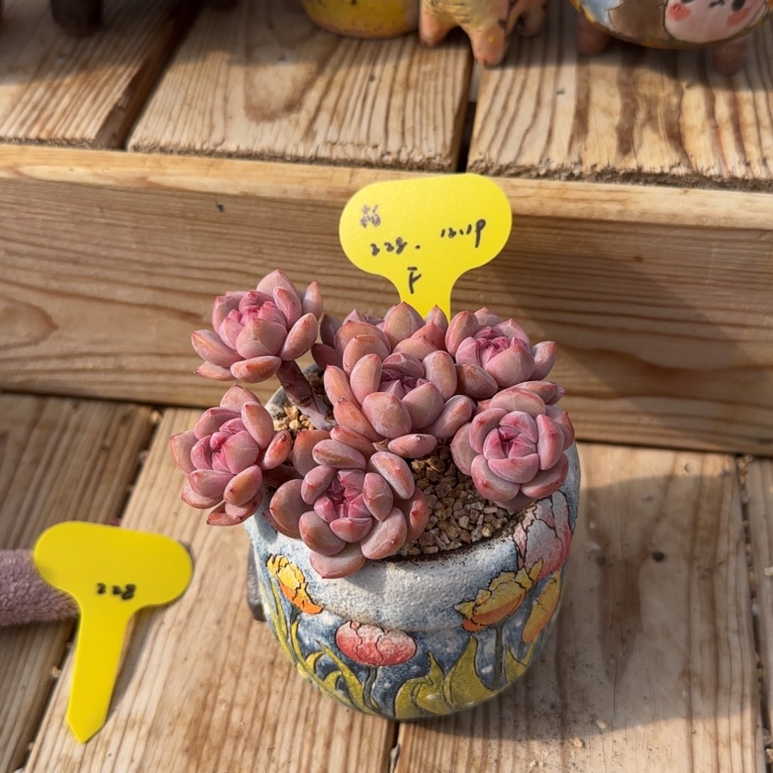 柏***️柏突尼斯228补差发货