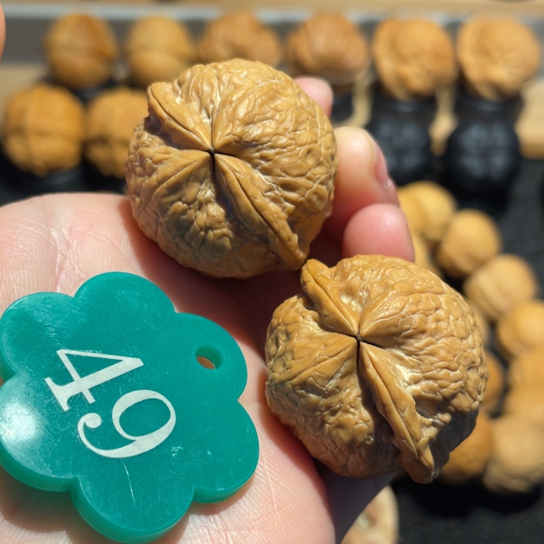 龙转乾坤特色对核桃35。