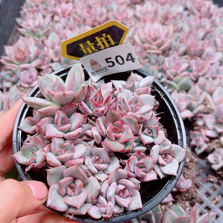 多肉植物多肉植物