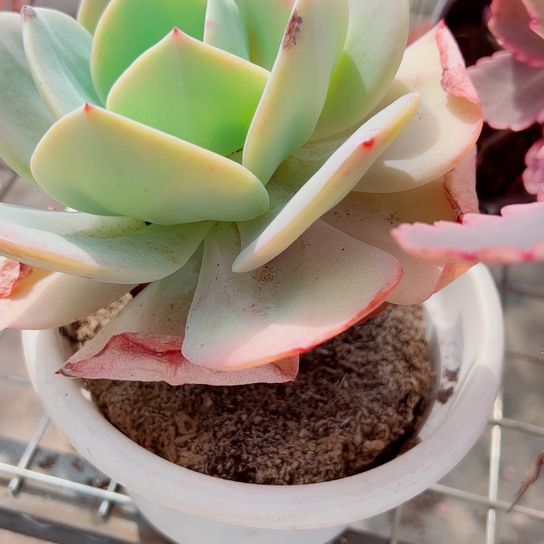 血凤大单头精品特价