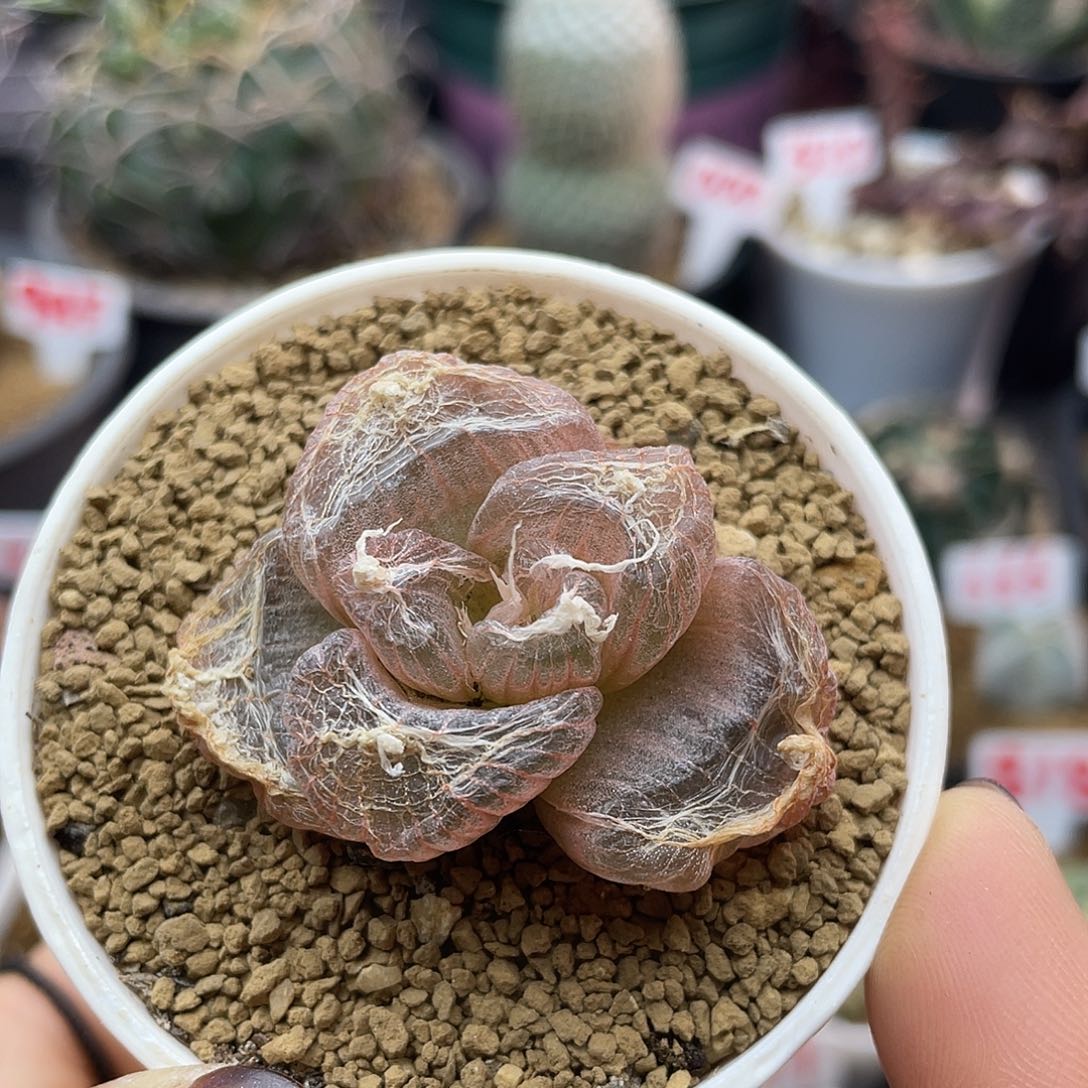 粉窗佛座箍仙人球