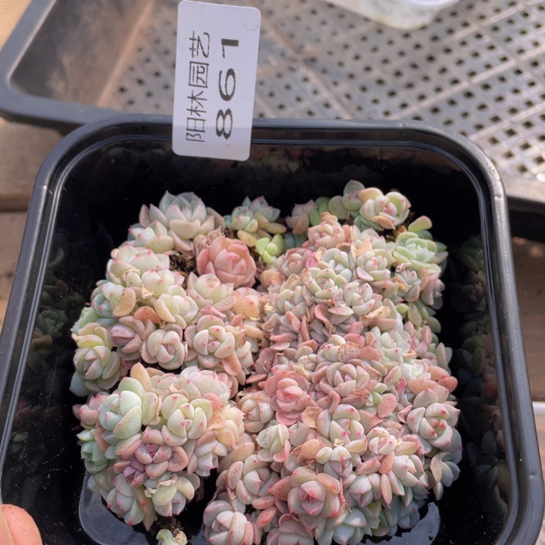 多肉植物多肉植物861