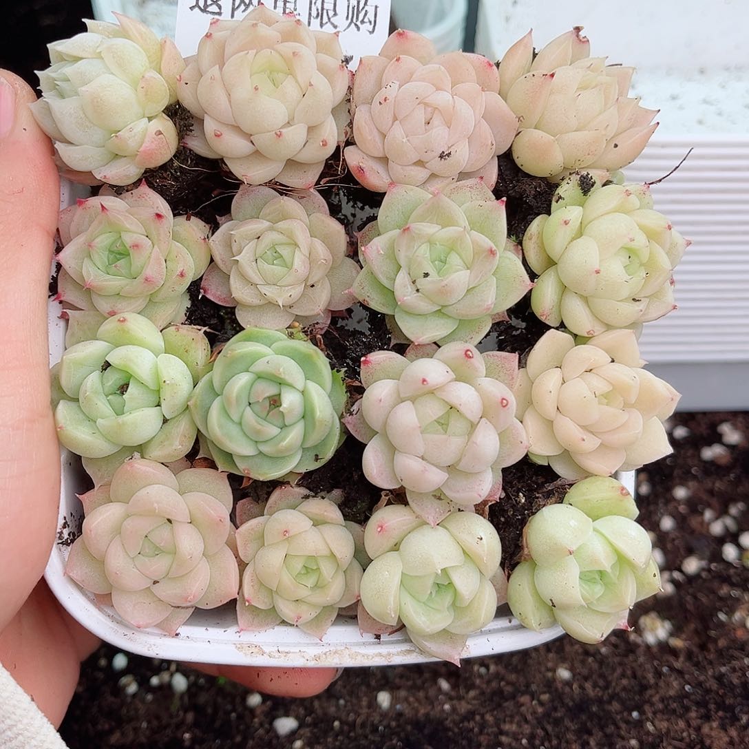 1-257 新疆西藏内蒙不发12.8包邮