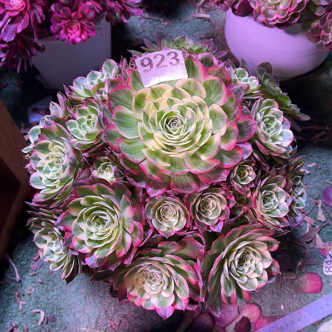 923海王法师多肉