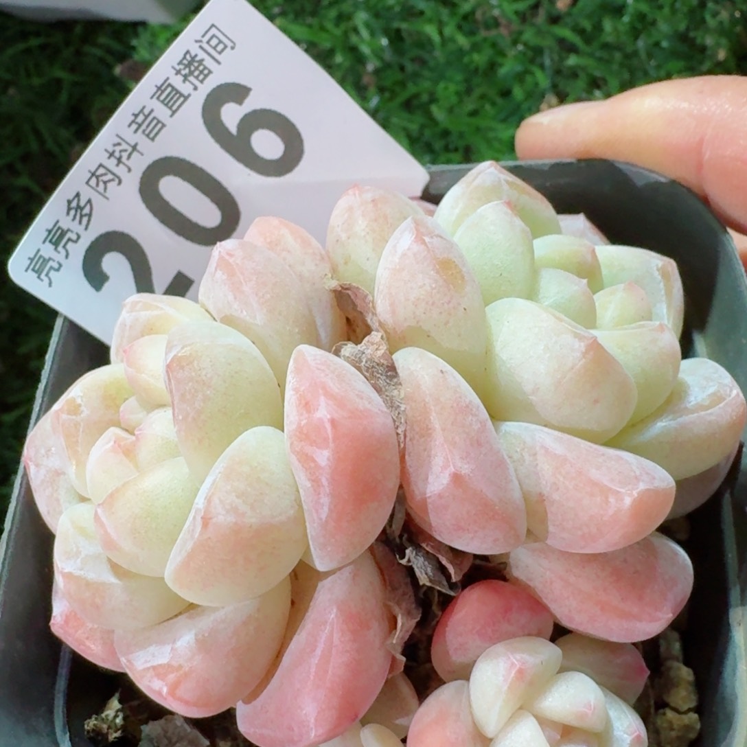 福利         精品多肉