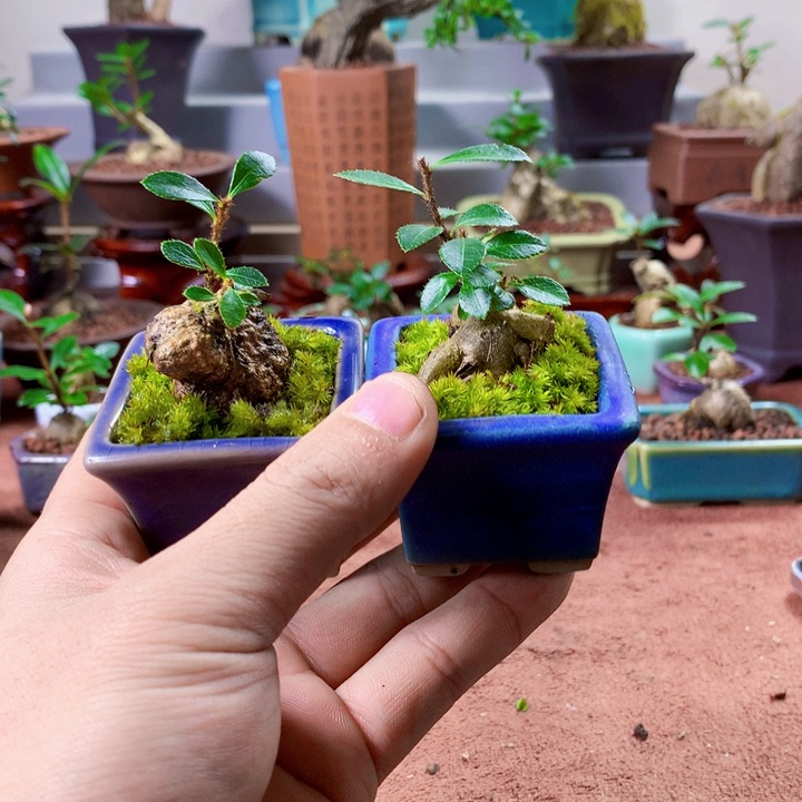 无花朵这几句真的好好啊哈哈