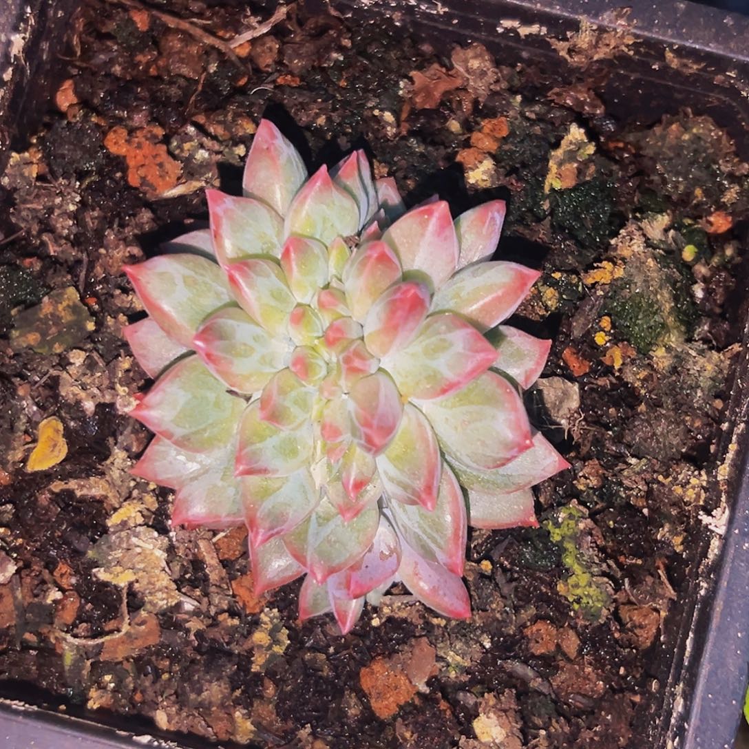 桔云多肉美人精品系列