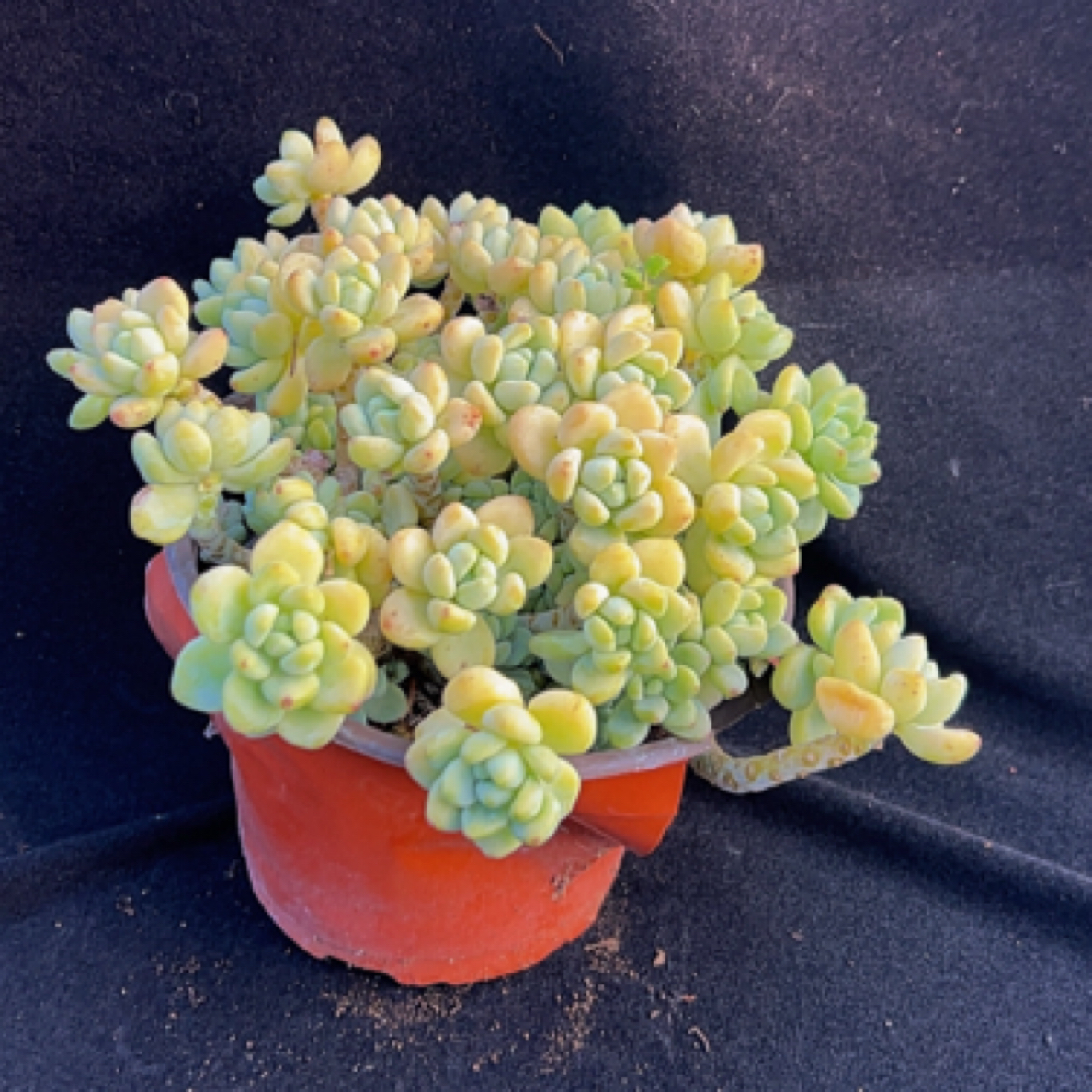 老桩香劳尔多肉植物带土球发货越养越香适合阳台盆栽