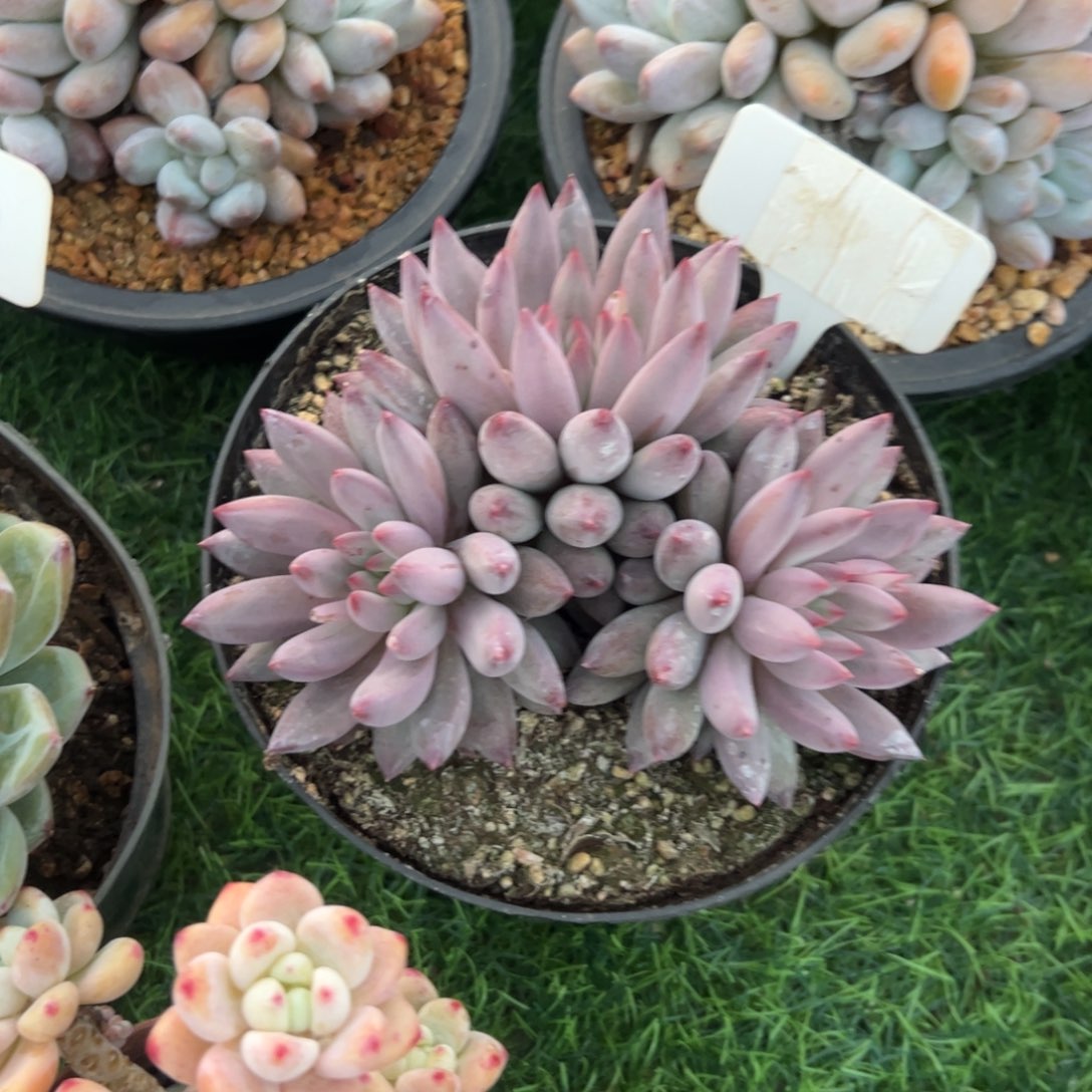 三头虞美人多肉植物