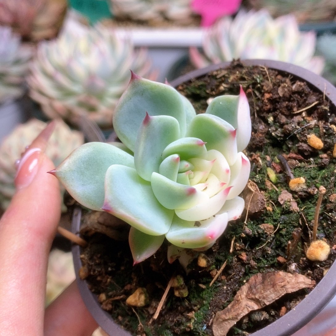 080锦锦锦锦锦锦锦锦