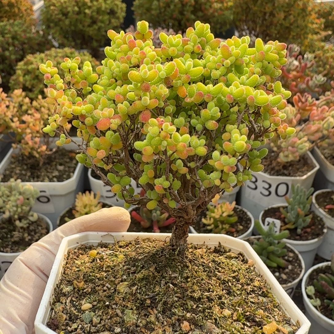 404精控蜜橘糖球枝干