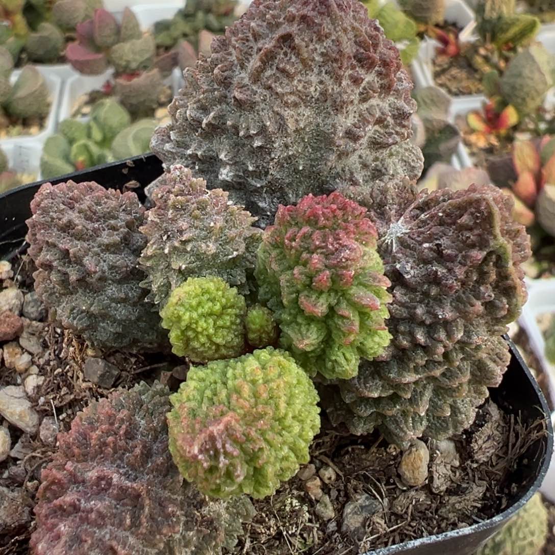 巨尤朱紫玉多肉植物水泡多肉植物
