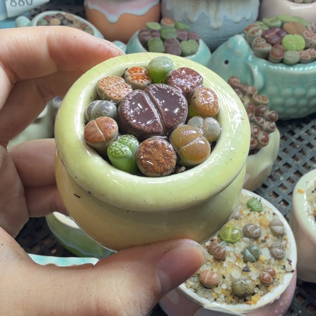 艾***茵多肉葡萄的味道真的505