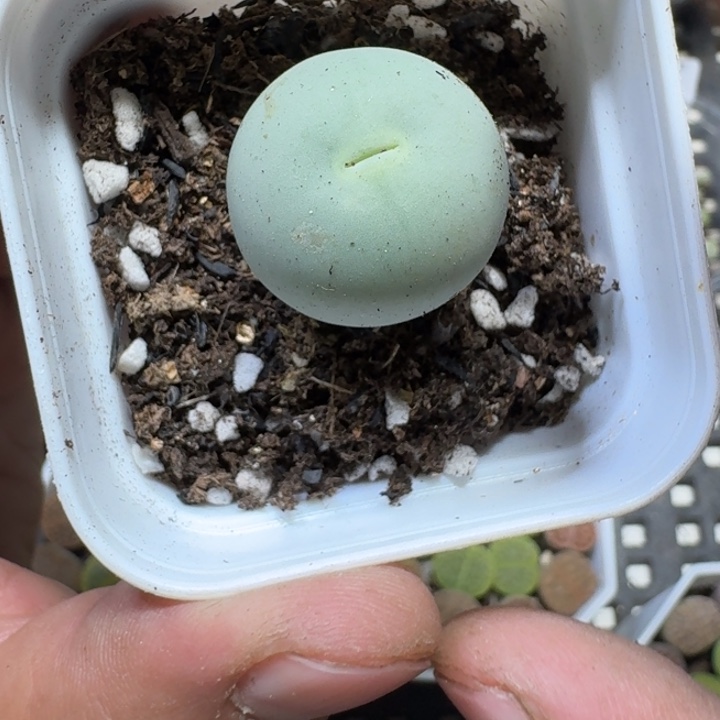 58 多肉植物多肉植物