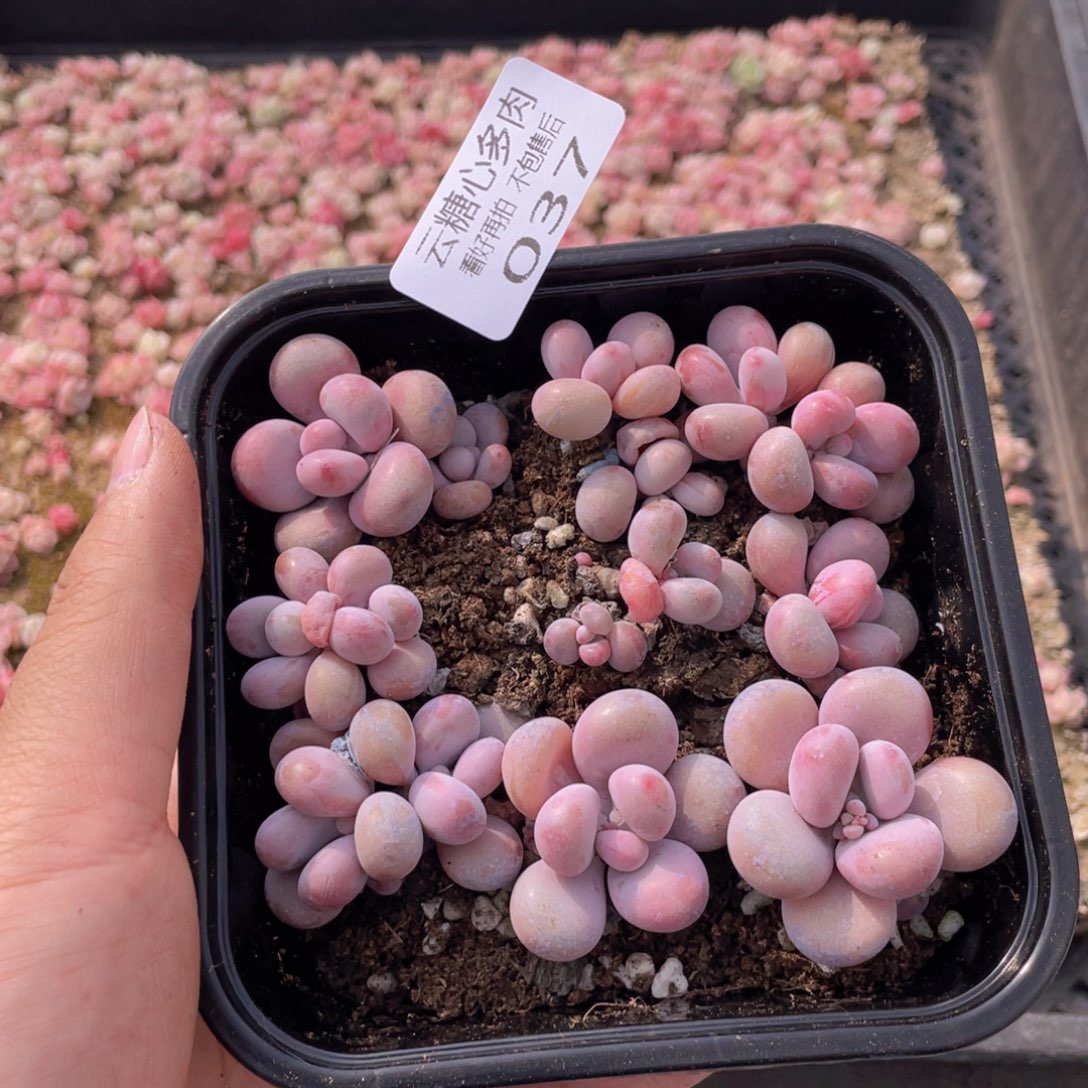 云糖心多肉植物37