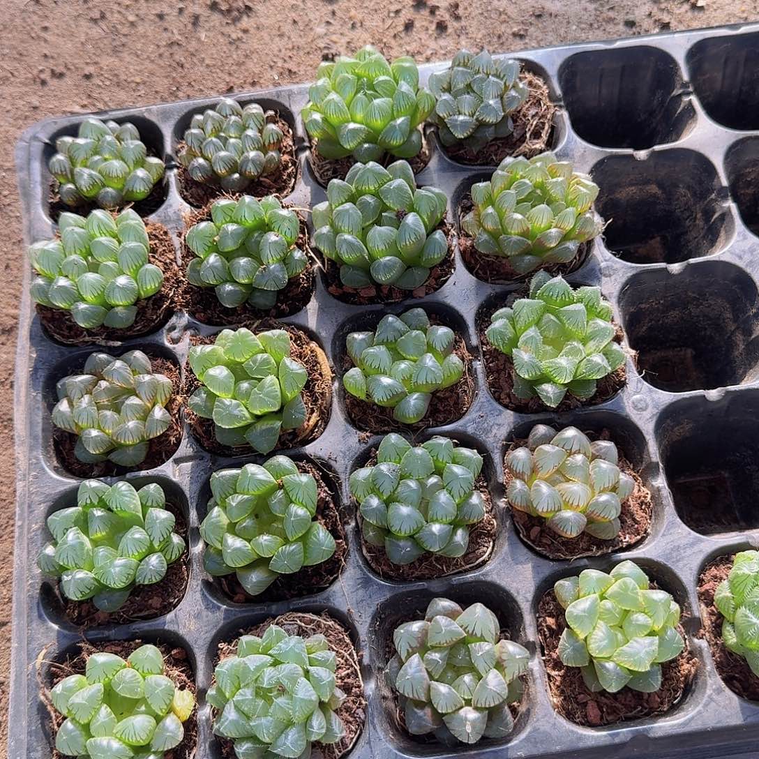 50孔玉露10颗带血盘量拍
