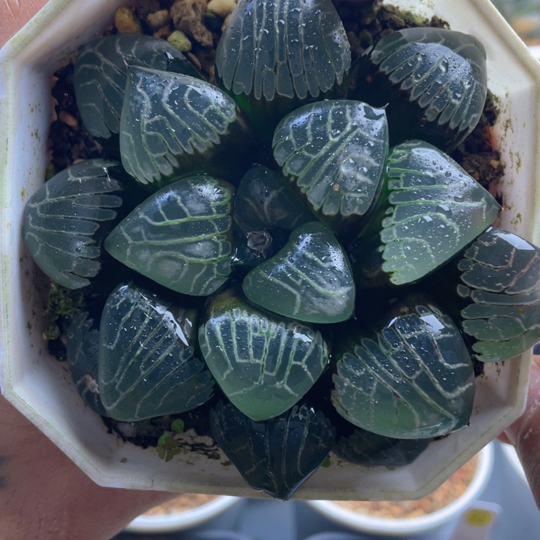 3.十二卷多肉爱神克。    