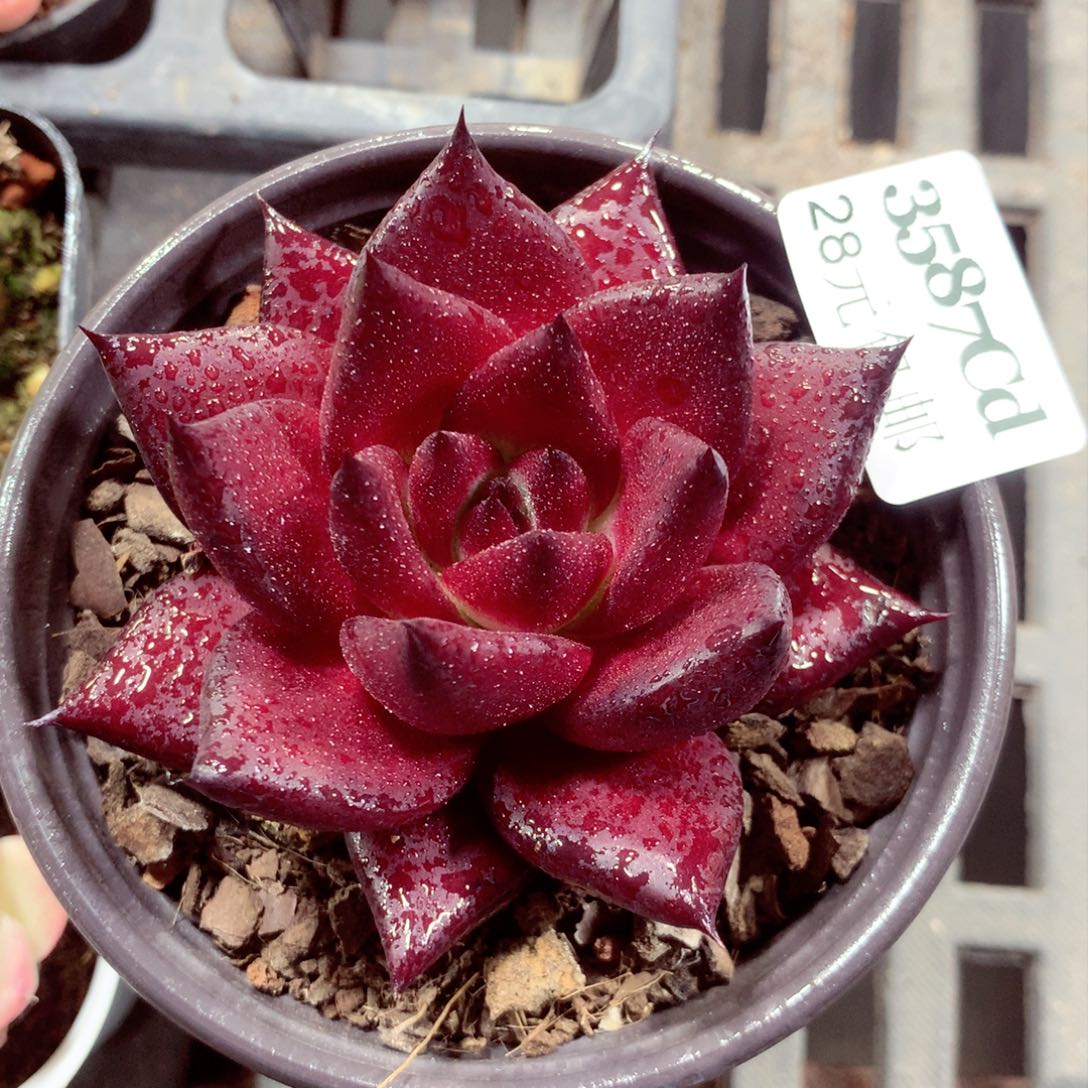 5厘米盆精控多肉3587