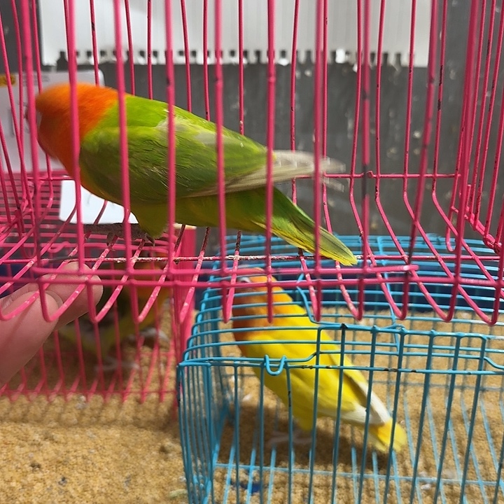 初***。桃脸牡丹鹦鹉绿金丝一只