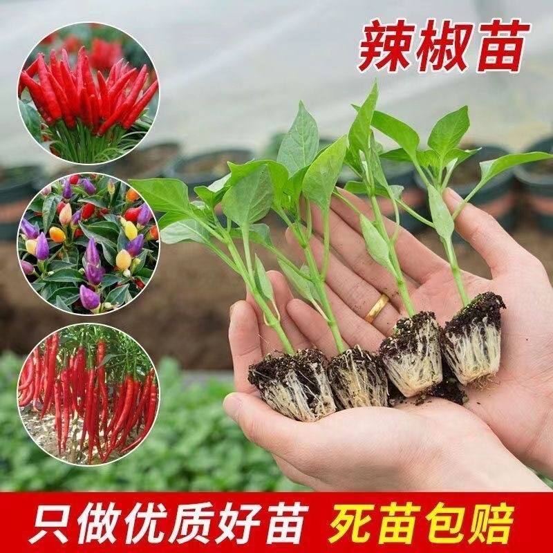 【新号福利】云南各种辣椒苗头茬苗秧苗带土秧苗蔬菜苗