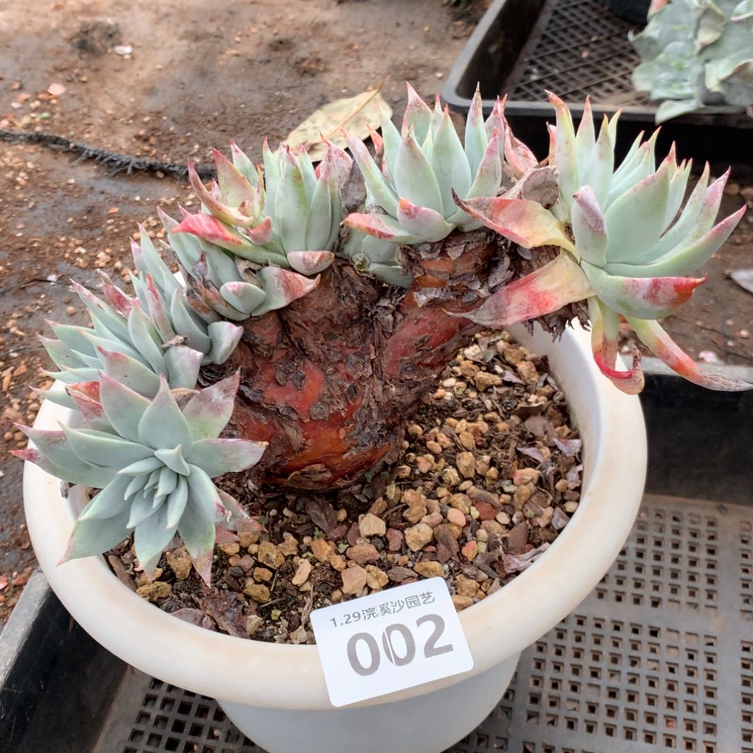 苹果叶雪山二代朵朵缀，2月8日发货