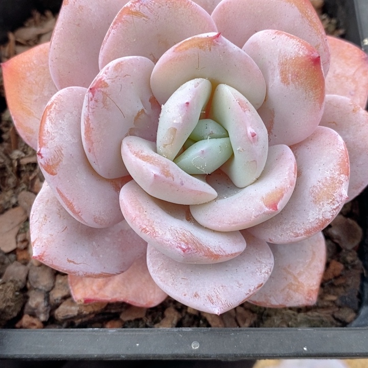 奶茶 韩货精品666