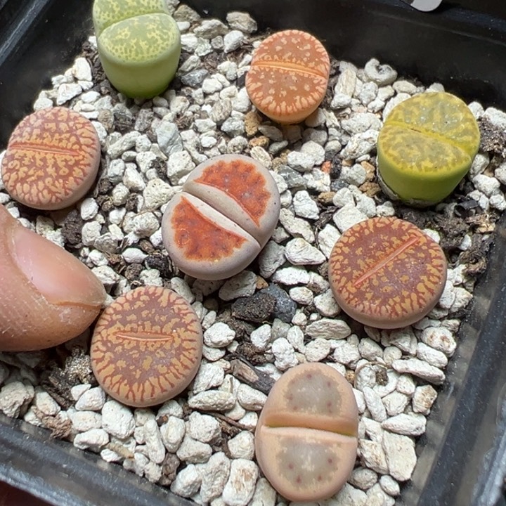 【闪购商品】 1067。