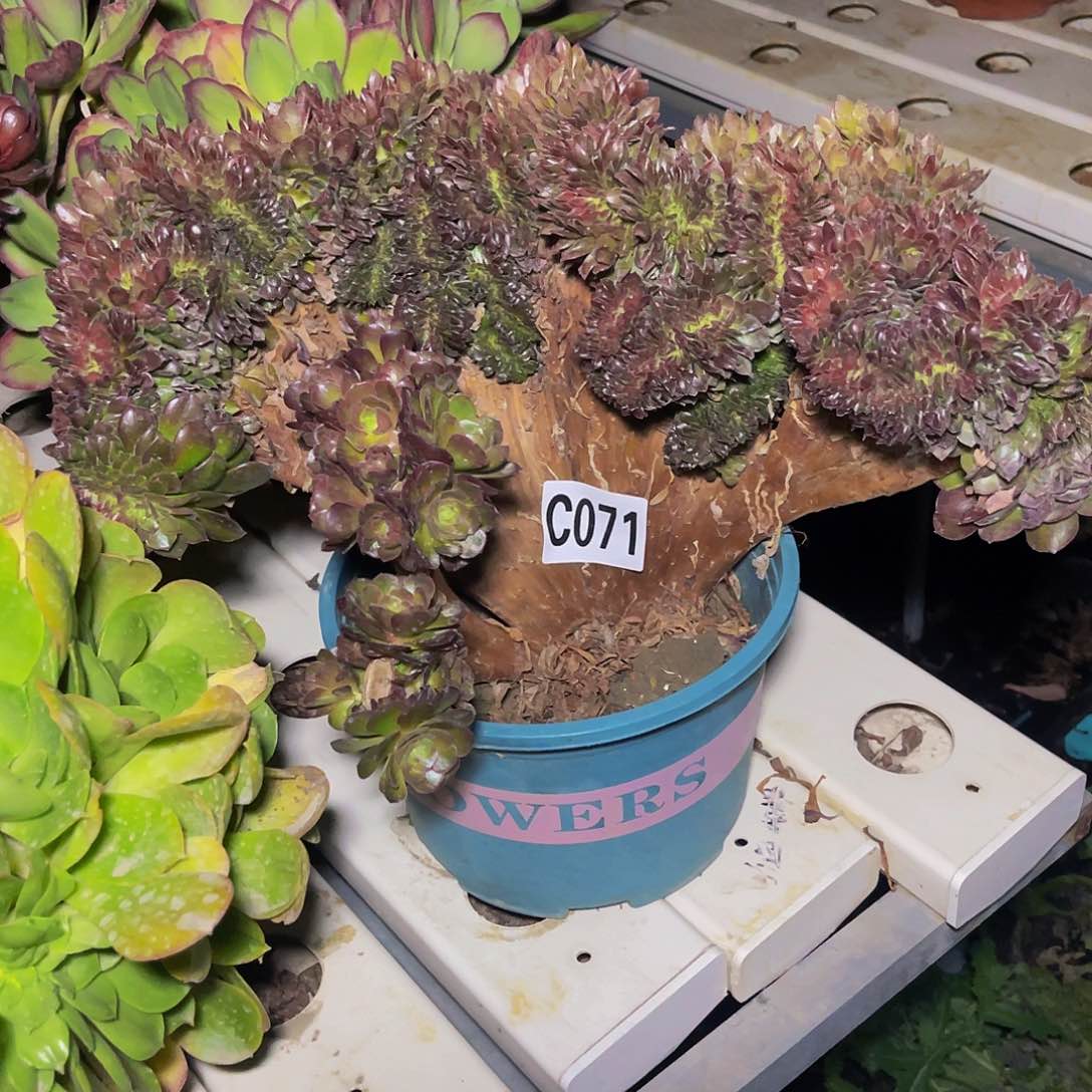 万圣节法师7—9包邮