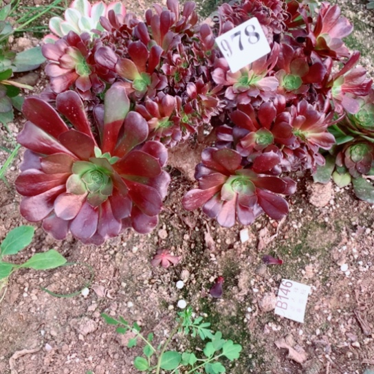 多肉植物欧缀978