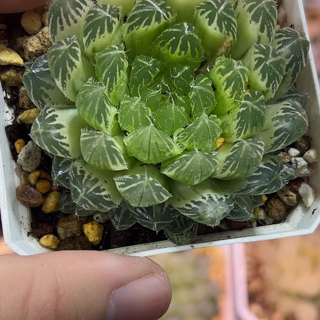 糊斑花蝴蝶锦十二卷多肉植物