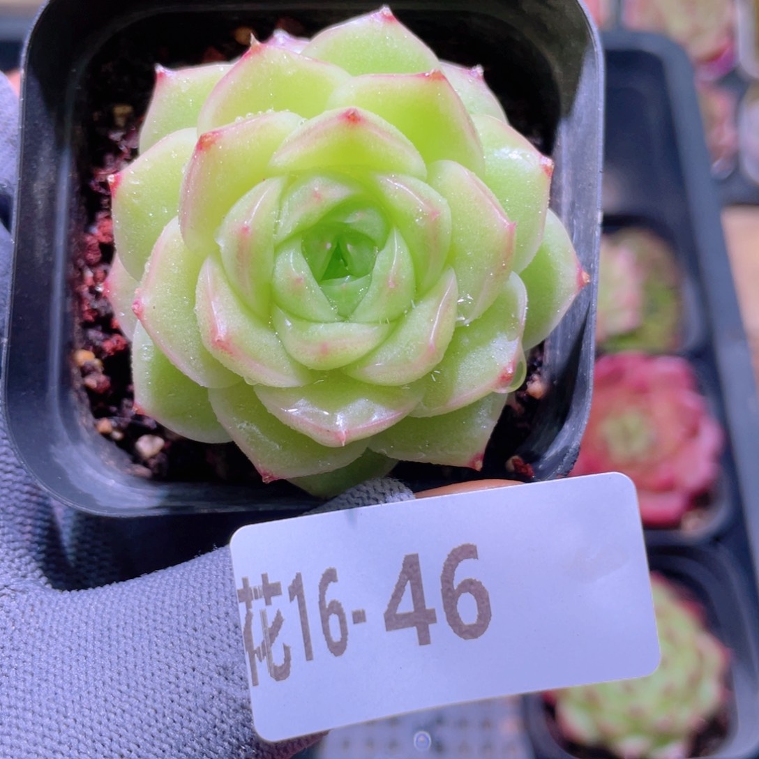 花利美16-46麦秆 