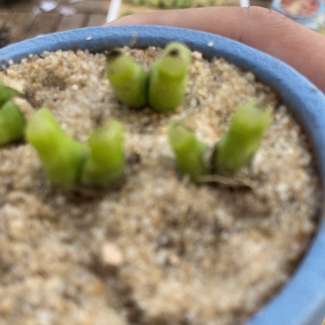28102双头小葫芦一颗。  