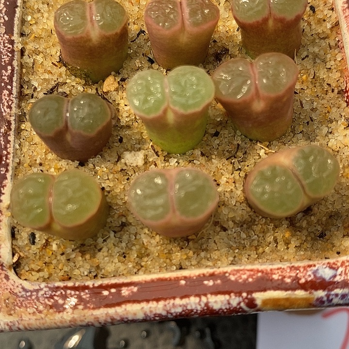 3189大窗磁铁风铃一组