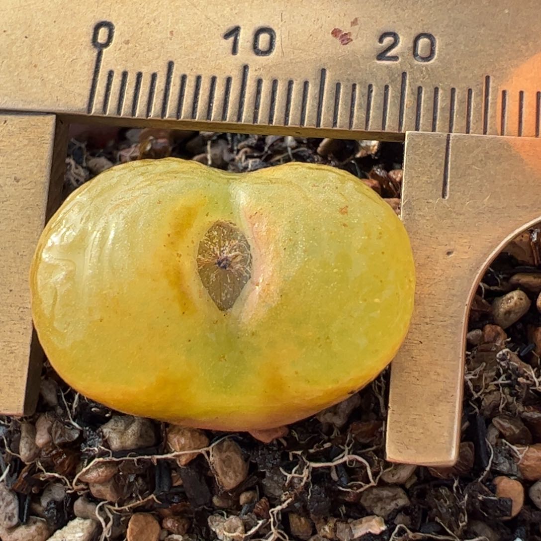 多肉植物百科2.2厘米