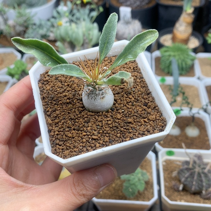 光堂棒槌带盆1.8cm