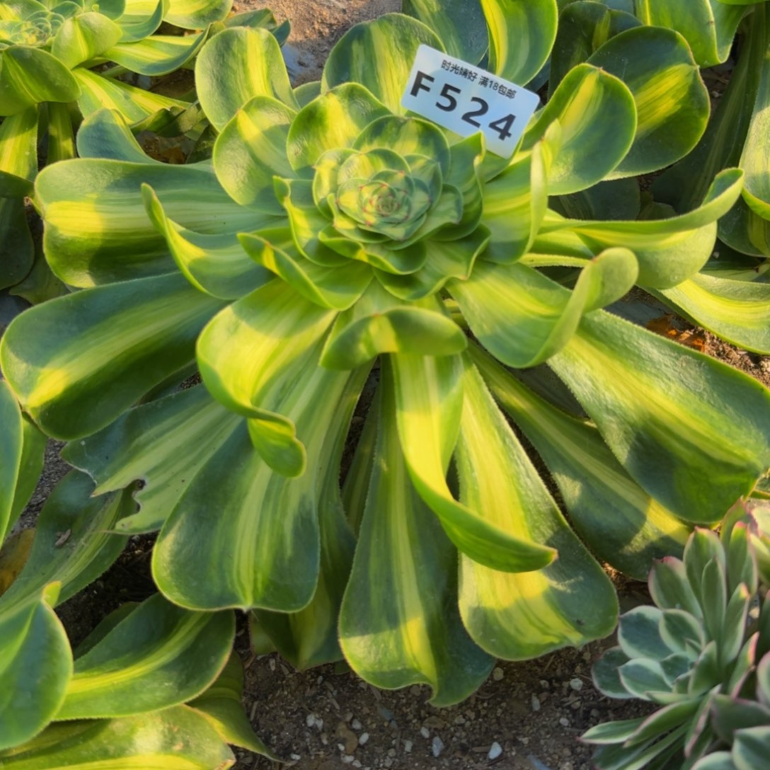 524暴君。多肉植物