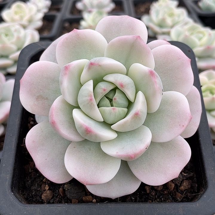 香草锦一物一拍锦龙