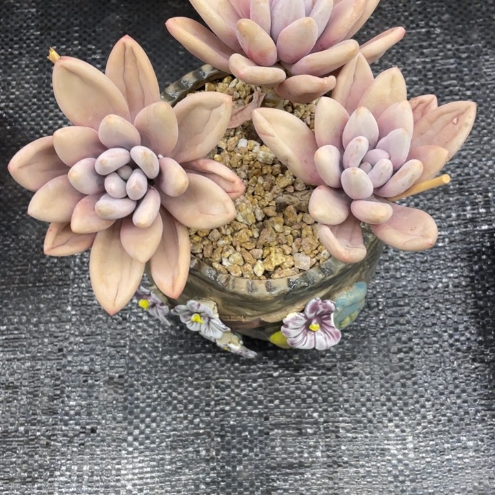 平***糖弥鹿之森一物一图