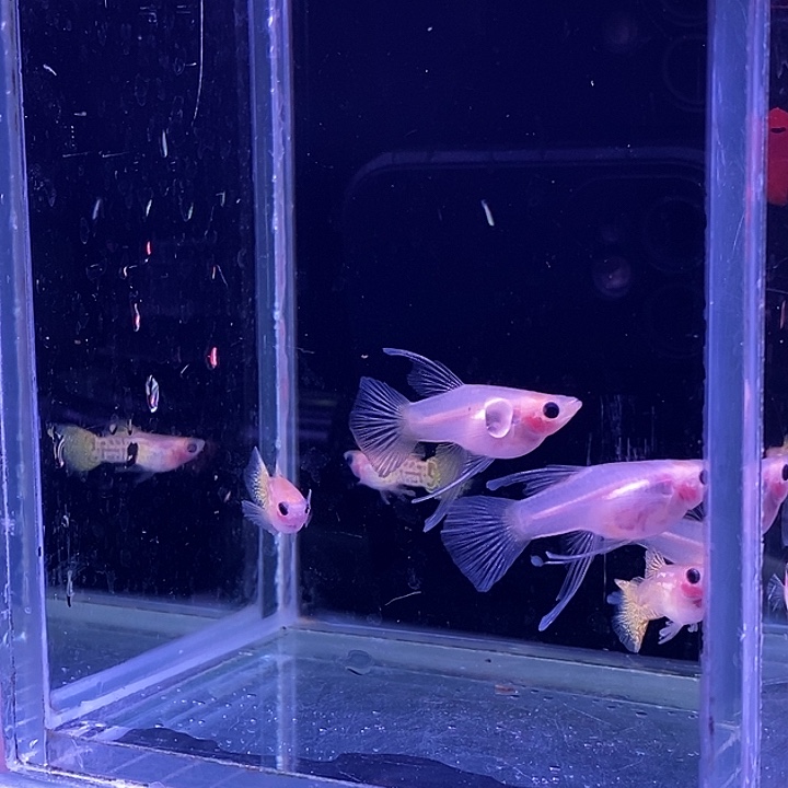 孔雀鱼玻璃猫大西3对