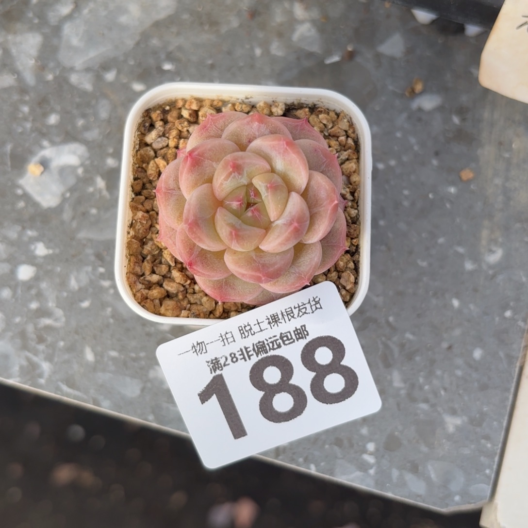 优选糖心无盆土发货