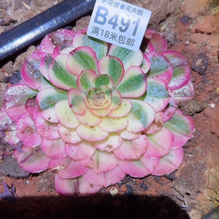 多肉法师海神多多