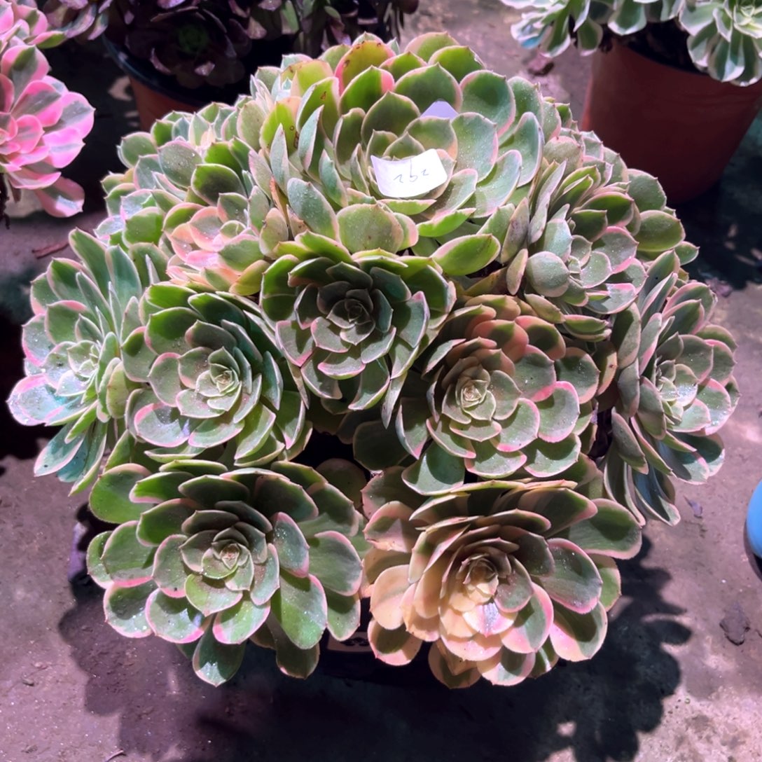 多肉植物粉花妖00292