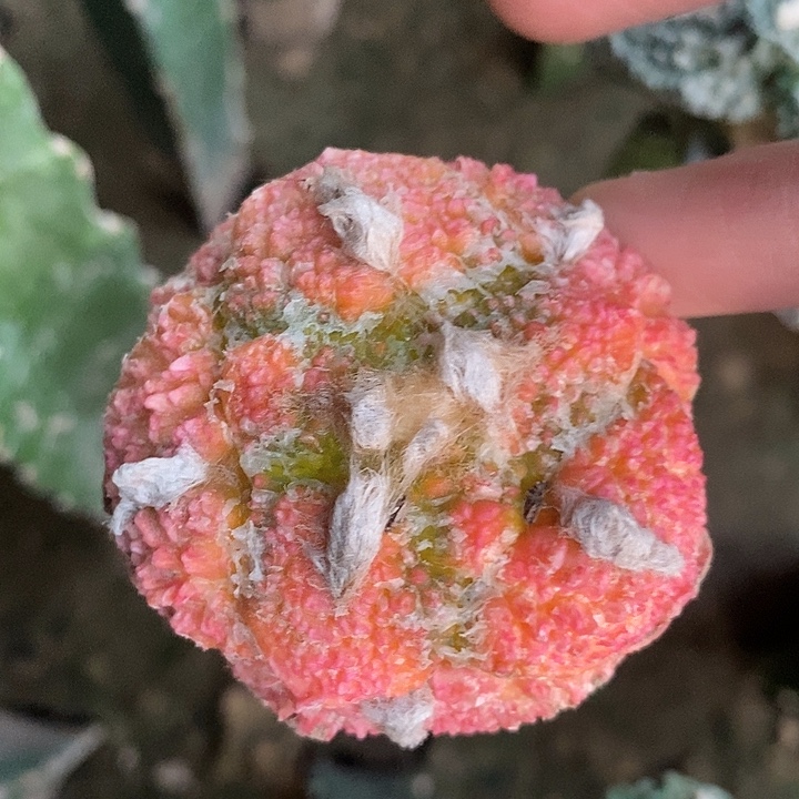 三角接福利龟甲连山牡丹锦