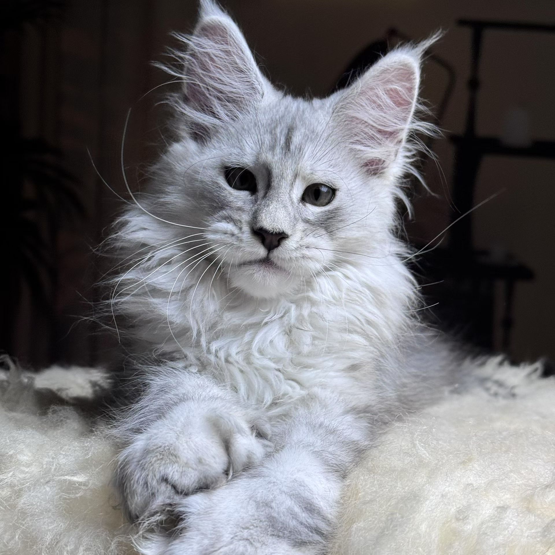 阿香的猫 活体猫咪全款成交链接  严禁线下付款